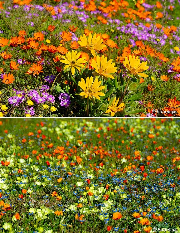 Đến châu Phi ngắm cảnh đẹp ngàn hoa cúc